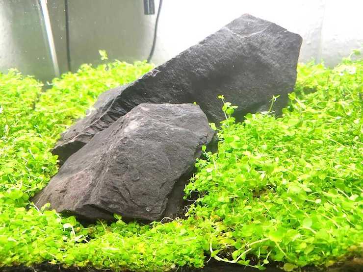 Wie dein Nanoaquarium ein perfektes Aquascape wird - Das Q-Grow Black Rock Iwagumi