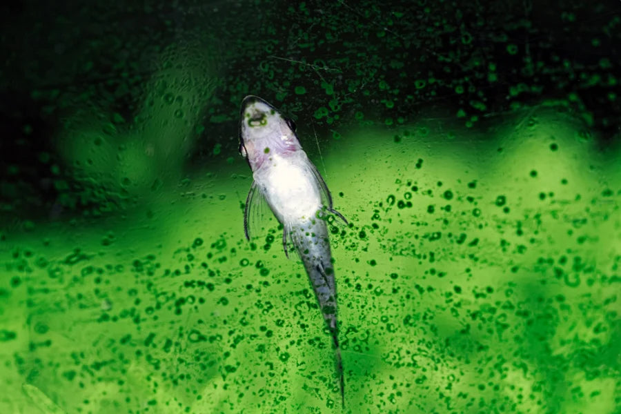 Grüner Algenbelag auf einer Aquarienscheibe mit einem aufsitzenden Fisch