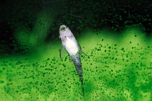 Grüner Algenbelag auf einer Aquarienscheibe mit einem aufsitzenden Fisch