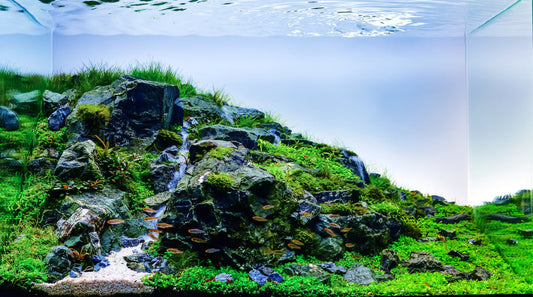 Aquascape mit dunklem Hardscape, grünem Bodendecker und klarer Wasseroberfläche