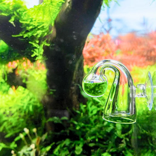 Q-Grow CO₂-Dauertest an der Aquarienscheibe