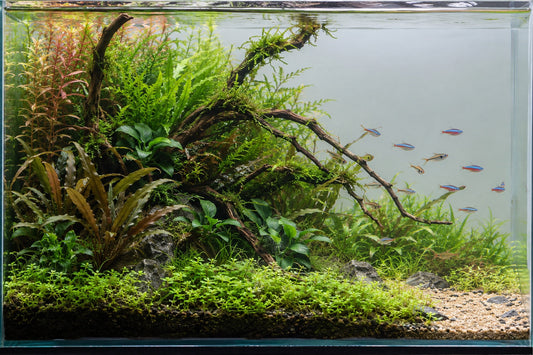 Langes Aquascape mit Wurzeln, Anubias und klarem Wasser, in dem ein Fischschwarm schwimmt