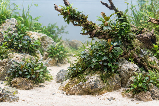 Helles Aquascape mit Wurzeln, Aufsitzerpflanzen und Sandweg