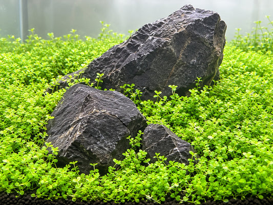 Iwagumi-Aquarium mit grünem Bodendecker und dunklen Natursteinen