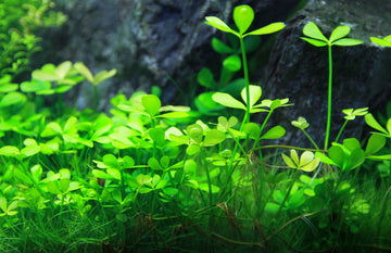 Wie du deine Aquarienpflanzen gesund und kräftig wachsen lässt - der Q-Grow Düngerguide