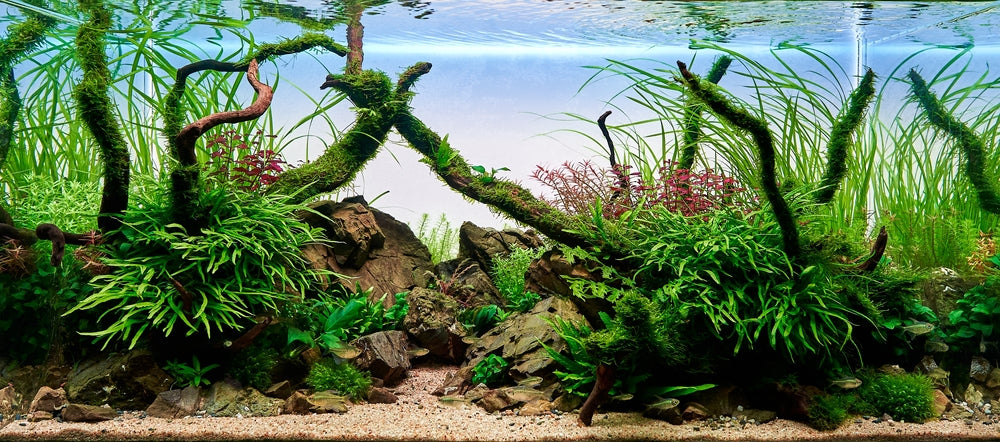 Bepflanztes Aquarium mit Wurzeln, Steinen und unterschiedlichen Pflanzenformen