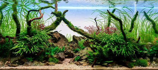 Bepflanztes Aquarium mit Wurzeln, Steinen und unterschiedlichen Pflanzenformen