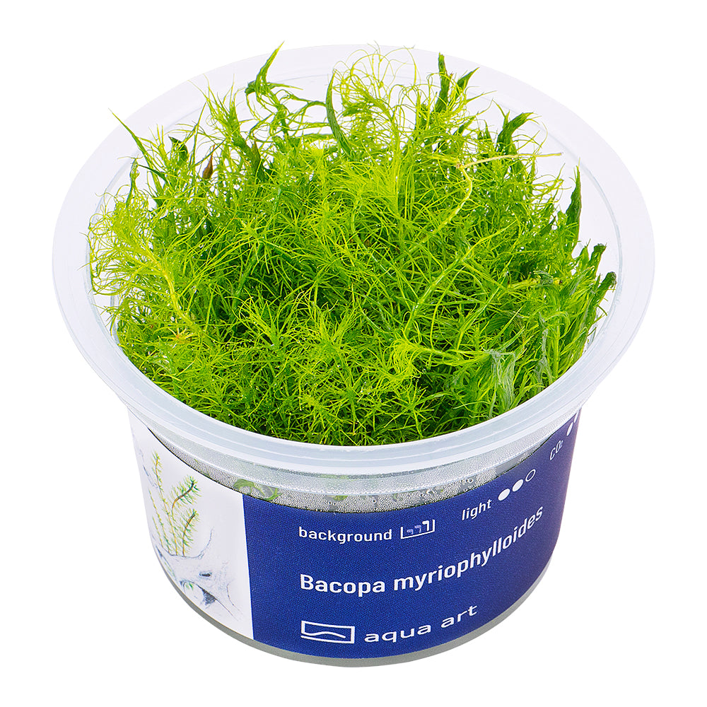 Bacopa myriophylloides (Myriophyllum-ähnliches Fettblatt)