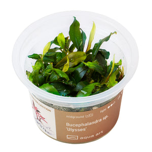 Bucephalandra sp. ’Ulysses’