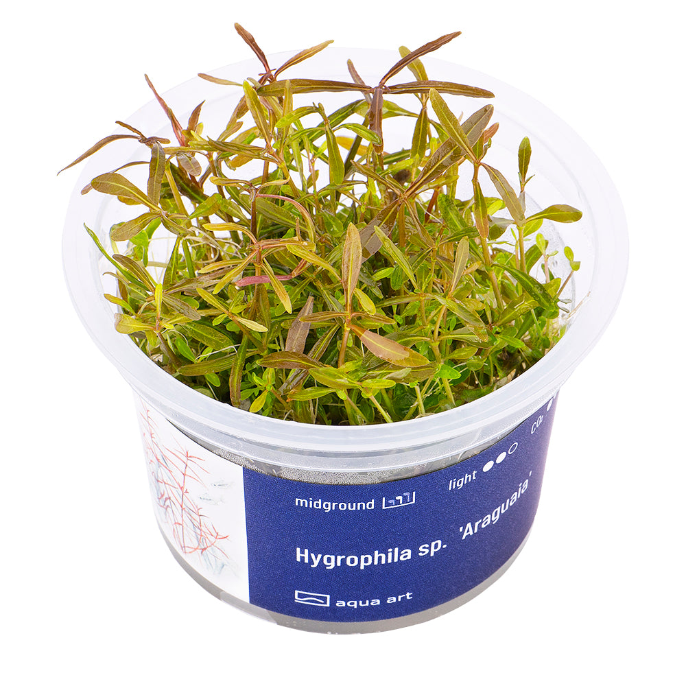 Hygrophila sp. 'Araguaia' (Araguaia-Wasserfreund)