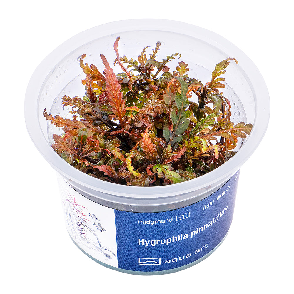 Hygrophila pinnatifida (Fiederspaltiger Wasserfreund)