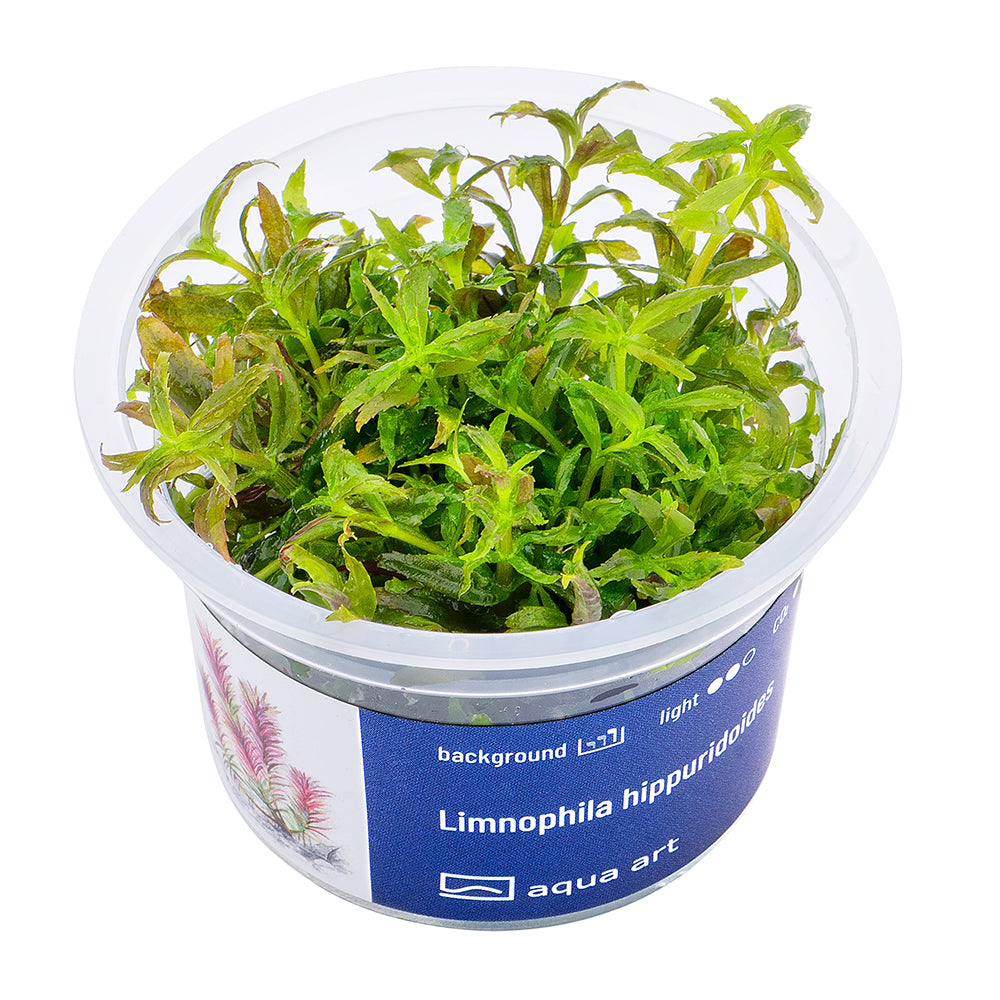 Limnophila hippuridoides