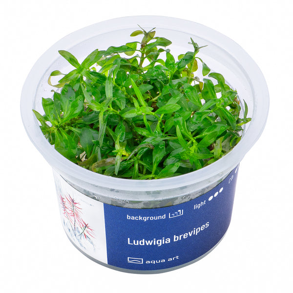 Ludwigia brevipes (Kurzstielige Ludwigie)