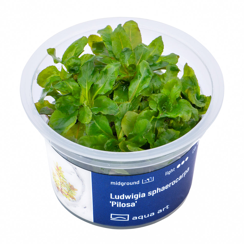 Ludwigia sphaerocarpa 'Pilosa' (Kugelfrüchtige Ludwigie)