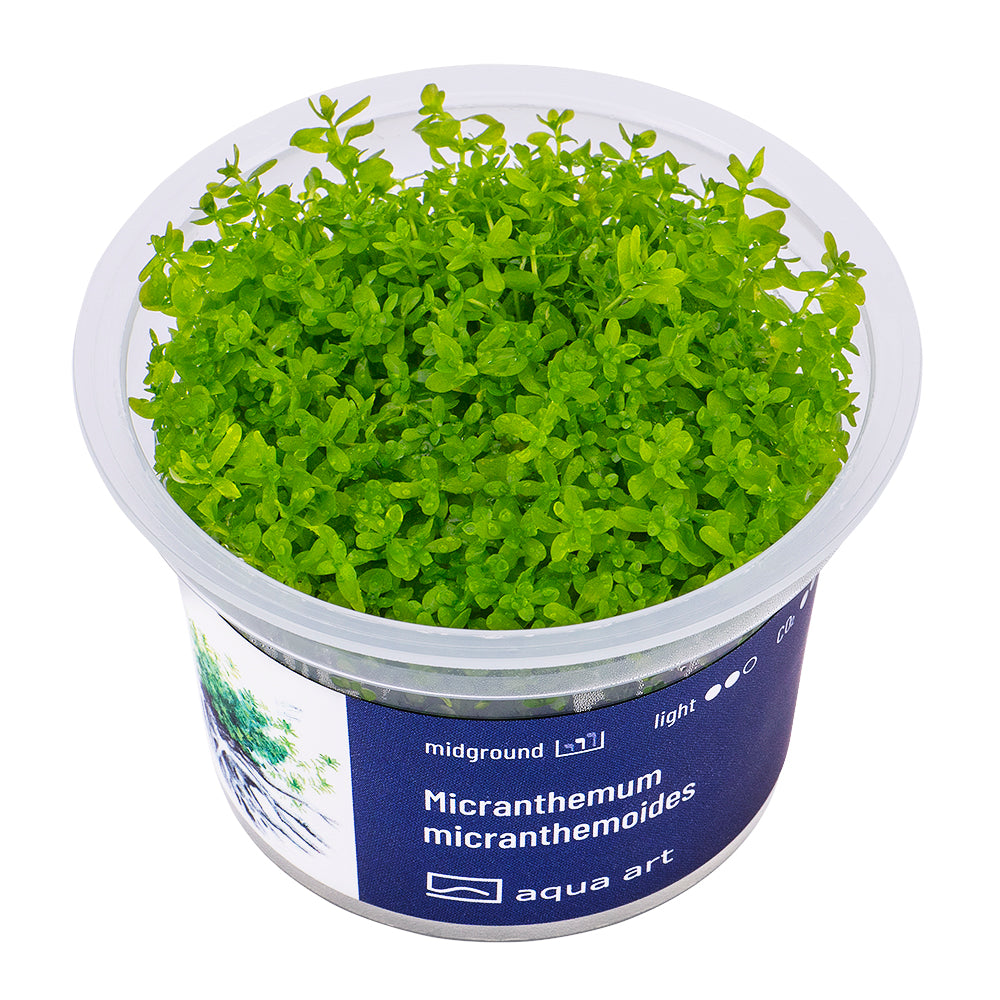 Micranthemum Micranthemoides Quirlbl ttriges Perlenkraut micranthemum-micranthemoides-quirlbl-ttriges-perlenkraut