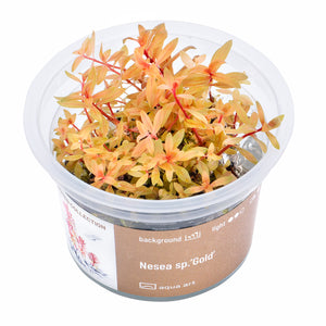 Nesea sp. 'Gold' (Goldene Nesea)