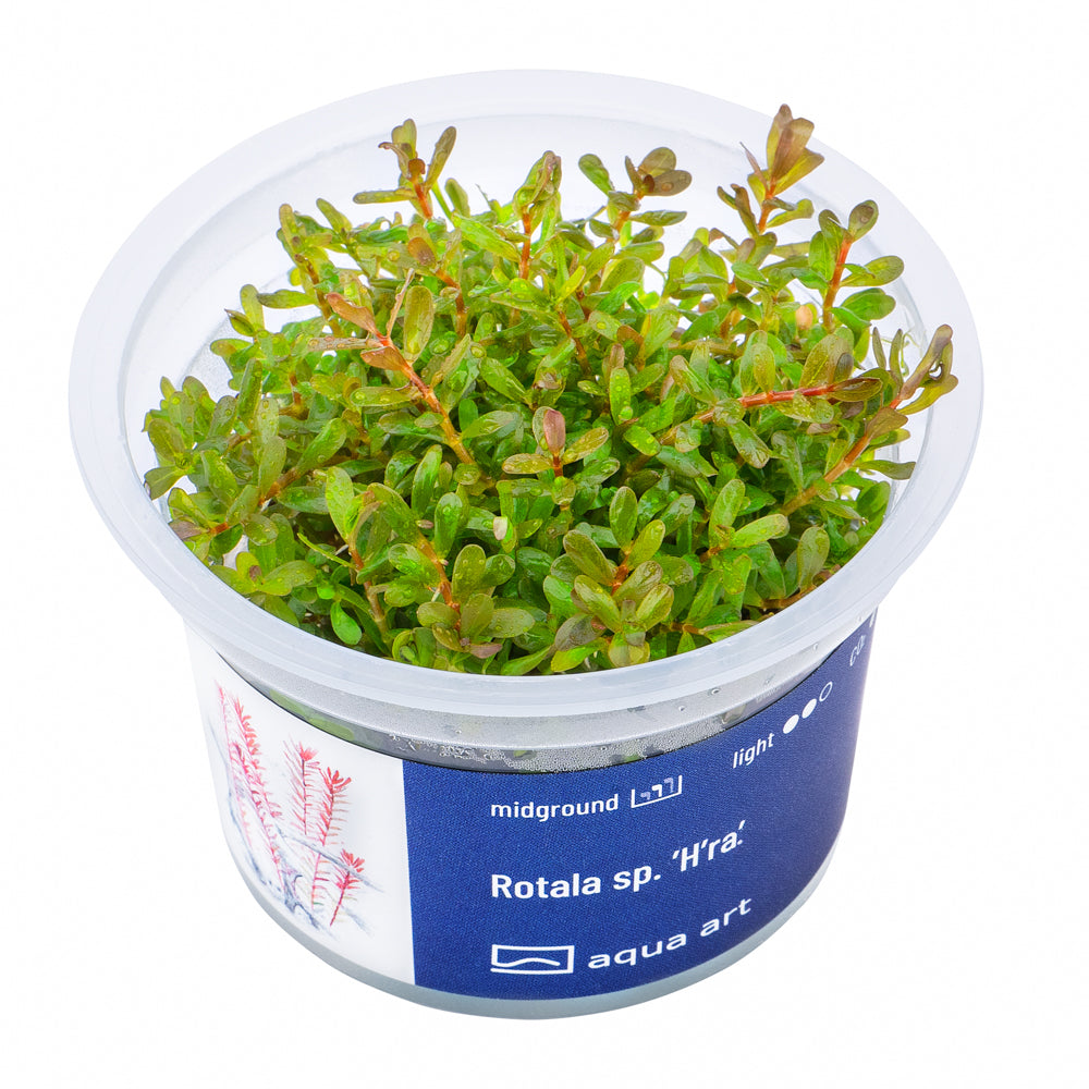 Rotala sp. 'H'ra'