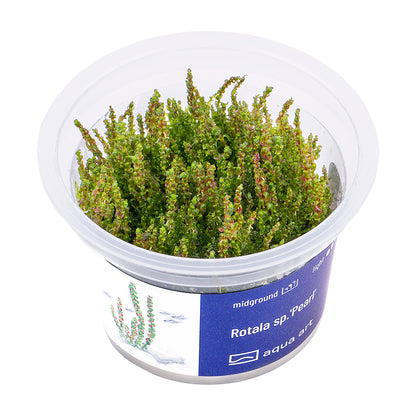 Rotala sp. 'Pearl'