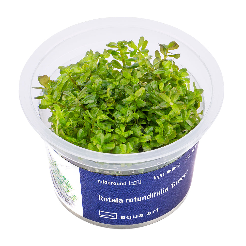 Rotala rotundifolia 'Green' (Grünblättrige Rotala)