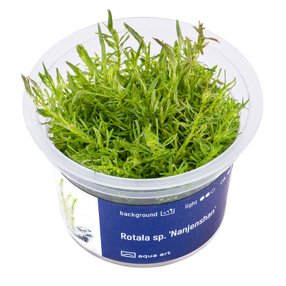 Rotala sp. 'Nanjenshan' (Nanjenshan-Rotala)