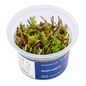 Rotala wallichii (Feinblättrige Rotala)