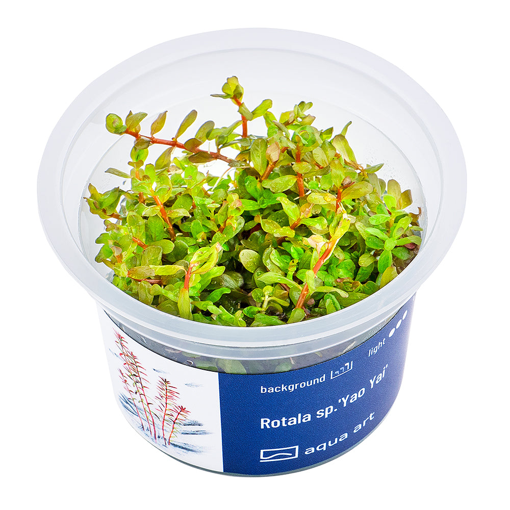 Rotala sp.'Yao Yai'