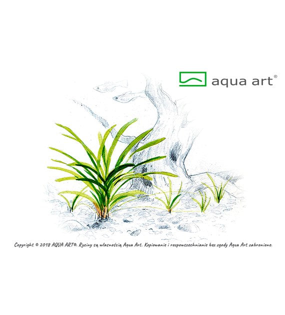 Sagittaria subulata (Zwergpfeilkraut) von Aqua Art