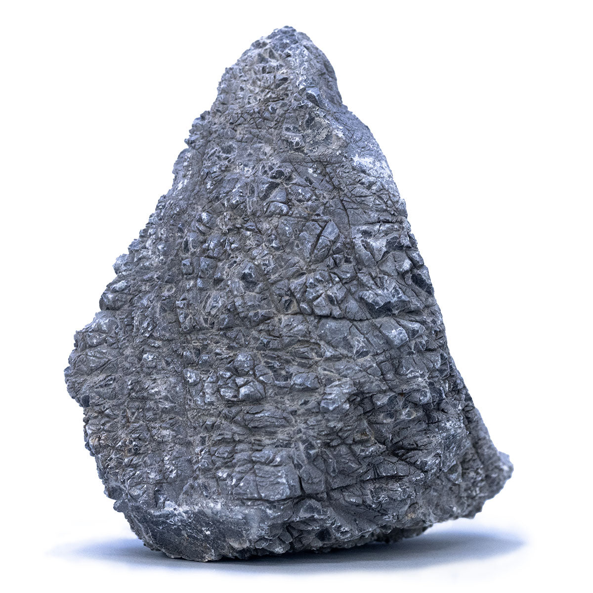 Amelia Stones