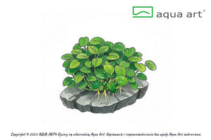 Anubias barteri 'Mini Coin'