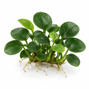 Anubias barteri 'Mini Coin'
