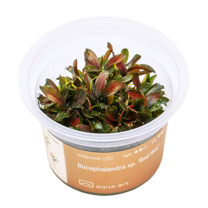 Bucephalandra sp. 'Red Mini'