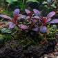 Bucephalandra sp. 'Red Mini'