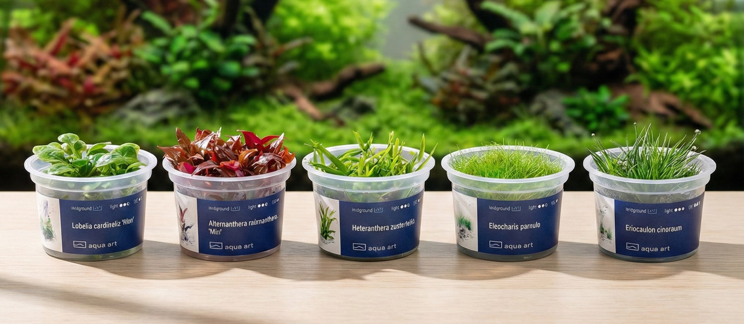 Q-Grow Easy Wasserwechsel für Aquarien mit leistungsstarker Pumpe, Aquarium Wasserwechsel Set inkl. 10 m Schlauch Q-Grow Easy Wasserwechsel für Aquarien mit leistungsstarker Pumpe, Aquarium Wasserwechsel Set inkl. 10 m Schlauch