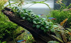Anubias barteri 'Mini Coin'