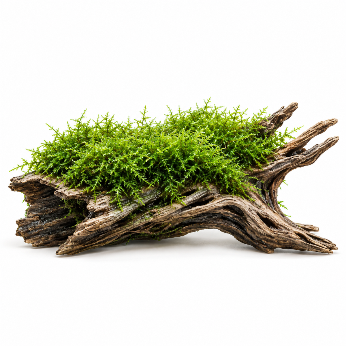 Vesicularia montagnei 'Krabi Moss' (Krabi-Moos)