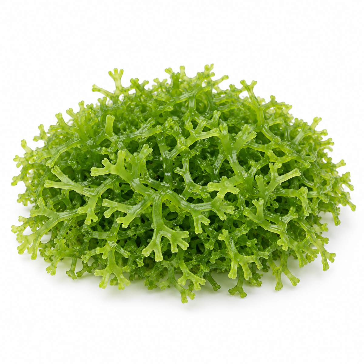 Riccia fluitans