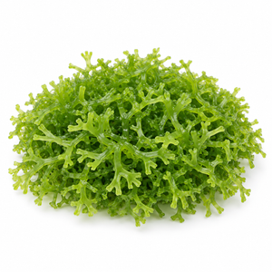 Riccia fluitans