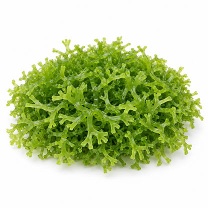 Riccia fluitans