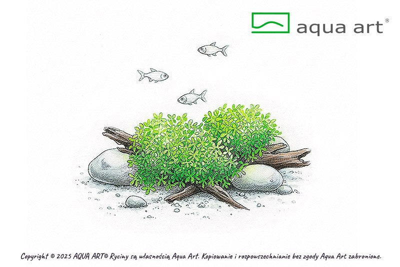 Riccia fluitans