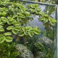 Salvinia auriculata (Ohr-Schwimmfarn)