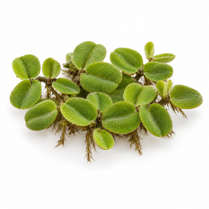 Salvinia auriculata (Ohr-Schwimmfarn)