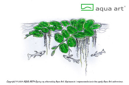 Salvinia auriculata (Ohr-Schwimmfarn)