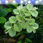 Salvinia auriculata (Ohr-Schwimmfarn)