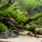 Christmas Moss auf einer Wurzel im bepflanzten Aquarium - KI-generiertes Gestaltungsbeispiel