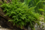 Dreieckig verzweigte Triebe von Christmas Moss auf Wurzelholz - KI-generiertes Gestaltungsbeispiel