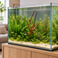 Fingerwurzel zwischen Pflanzen im Wohnraum-Aquascape, mit verdeckter Schieferplatte – Gestaltungsbeispiel