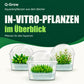IN-VITRO-PFLANZEN im Überblick: drei transparente Kulturbecher mit gewölbten Deckeln, hellem Nährgel und verschiedenen grünen Aquarienpflanzen.