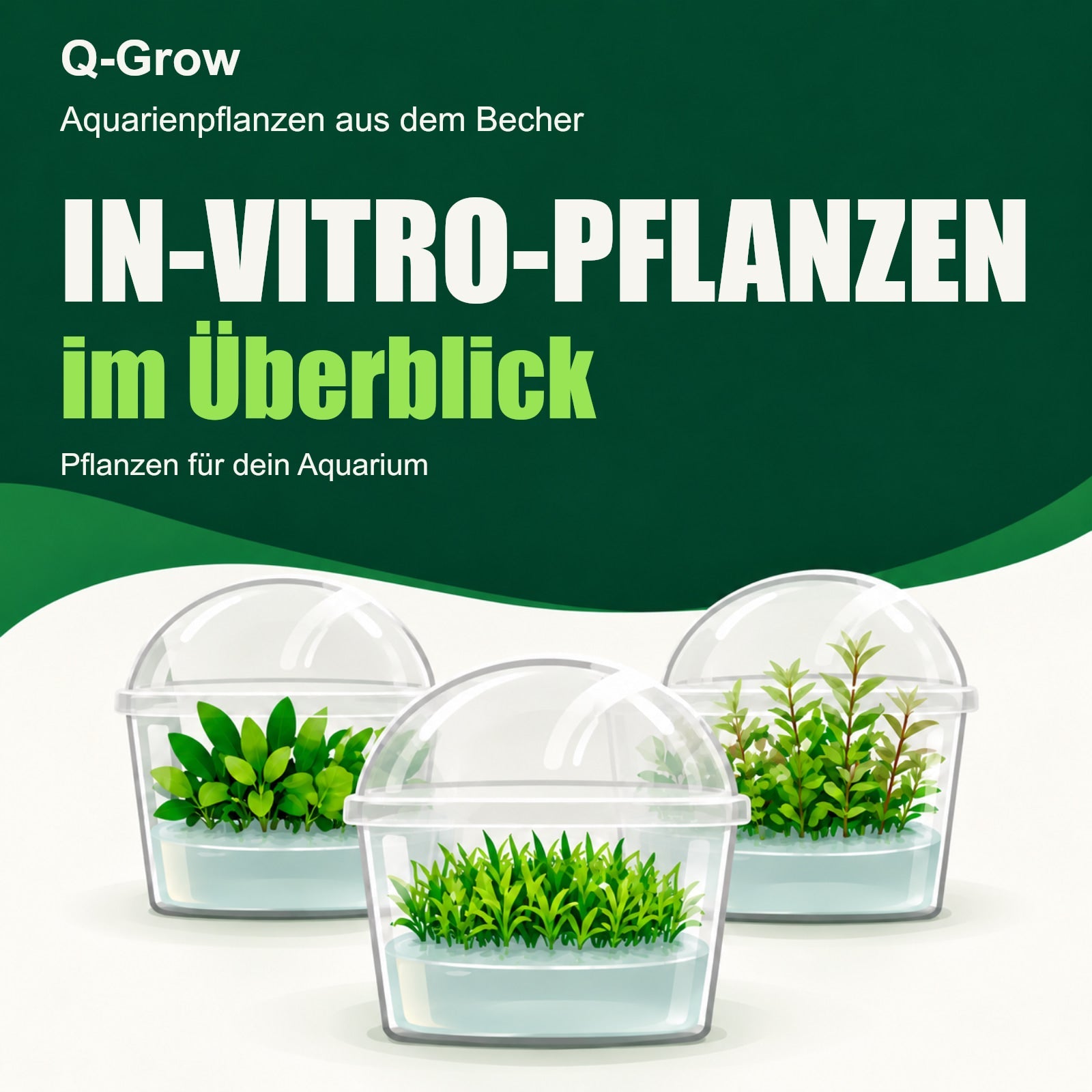 IN-VITRO-PFLANZEN im Überblick: drei transparente Kulturbecher mit gewölbten Deckeln, hellem Nährgel und verschiedenen grünen Aquarienpflanzen.