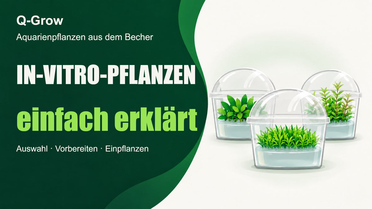 Video laden: IN-VITRO-PFLANZEN einfach erklärt: drei transparente Kulturbecher mit gewölbten Deckeln, hellem Nährgel und verschiedenen grünen Aquarienpflanzen.