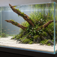 Aquascape-Gestaltungsbeispiel mit drei unterschiedlich langen Driftwood-Stämmen in einer Pflanzeninsel; eine Spitze ragt über die Wasseroberfläche.
